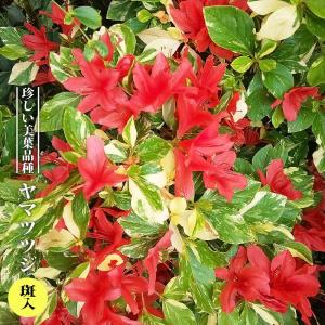 ツツジ 本霧島（本キリシマ） 7号鉢植え 爆買いweek : 苗木部 花ひろば