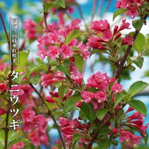 ウツギの花 ピンク 花 ガーデニング の商品一覧 通販 Yahoo ショッピング