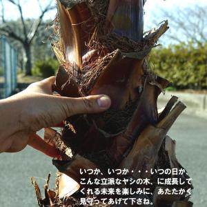 耐寒性ヤシの木 ワシントンヤシ(ワシントニア)...の詳細画像4