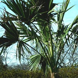 耐寒性ヤシの木 ワシントンヤシ(ワシントニア)...の詳細画像5