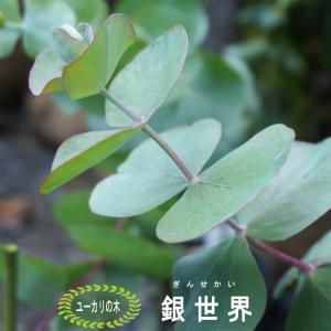 ユーカリの木 銀世界 1.5m特大苗 : 苗木部 花ひろばオンライン - 通販