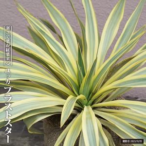 数量限定 ロストラータ ハイブリッドユッカ 耐寒性南欧風プランツ