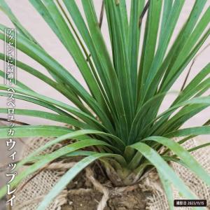 ウィップレイ ヘスペロユッカ ナーセリーポット大苗 耐寒性南欧風