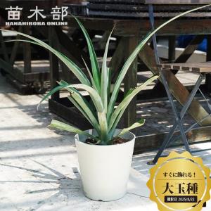 清香（改良信濃クルミ 接ぎ木苗）：果樹苗 : 日本花卉ガーデンセンター