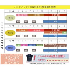 パインアップル ソフトタッチ (ピーチパイン)...の詳細画像4