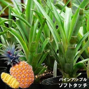 苗木部 花ひろばオンライン パイナップル 熱帯果樹苗 沖縄 南国フルーツ苗など Yahoo ショッピング