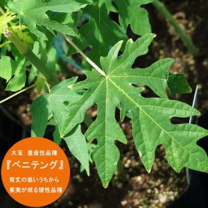 パパイヤ ベニテング ポット苗 沖縄県産 熱帯果樹