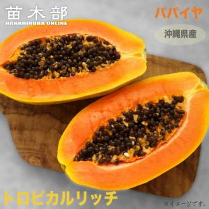 トロピカルリッチ パパイヤ苗 3.5ポット苗 沖縄県産 予約販売4月下旬頃入荷予定