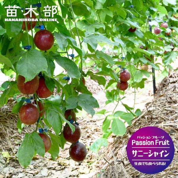 パッションフルーツ サニーシャイン 3.5号 ポット苗 沖縄県産 登録品種・品種登録 爆買いweek