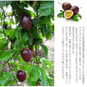 パッションフルーツ サニーシャイン 3.5号 ...の詳細画像3