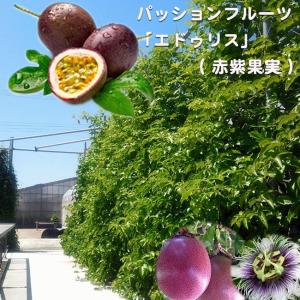 パッションフルーツ 赤紫果実 4号ポット 大苗 愛知県産の商品画像