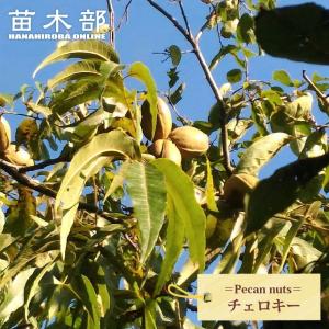 ペカンナッツ チェロキー 3年生接木 8号ポット苗 爆買 : 苗木部 花