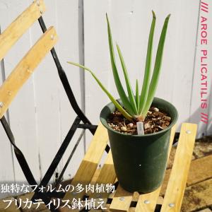 多肉植物 観葉植物 プリカティリス（アロエの仲間） 鉢苗 インテリアプランツ｜hanahirobaonline