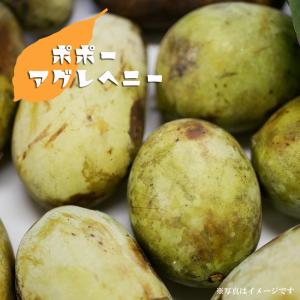 カカオ クリオロ種 エスメラルダ 実生スリット苗 （H100cm） : 苗木部