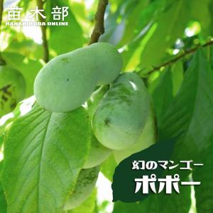 ポポー 苗木 プロリフィックス 1年生接木苗 予約販売10〜11月頃入荷