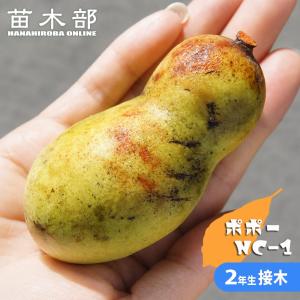 ポポー 苗木 NC-1 3年生接木大苗 : 苗木部 花ひろばオンライン - 通販