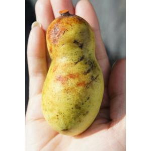 ポポー 苗木 ポトマック 1年生接木苗 : 苗木部 花ひろば