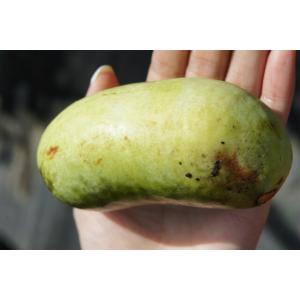 パッションフルーツ イエロー 3.5号 ポット苗 沖縄県産 予約販売4月