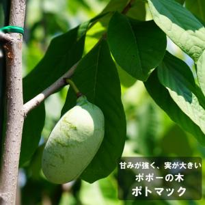 ポポー 苗木 ミッチェル 1年生接木苗 爆買いweek : 苗木部 花ひろば