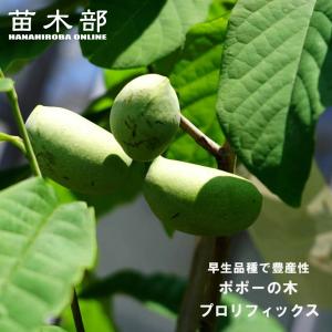 みかん 苗木 宮川早生 温州みかん 3年生接木大苗 産地で剪定済 1.0m苗