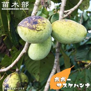 ポポー 苗木 プロリフィックス 1年生接木苗 予約販売10〜11月頃入荷