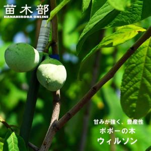 ポポー 苗木 プロリフィックス 1年生接木苗 爆買いweek : 苗木部 花