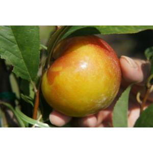 すもも(プラム)苗木 ハリウッド（紅葉すもも） : 植物・園芸専門店 花