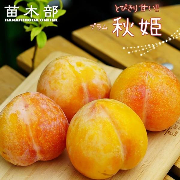 すもも 苗木 秋姫 1年生接木苗 予約販売11〜12月頃入荷予定