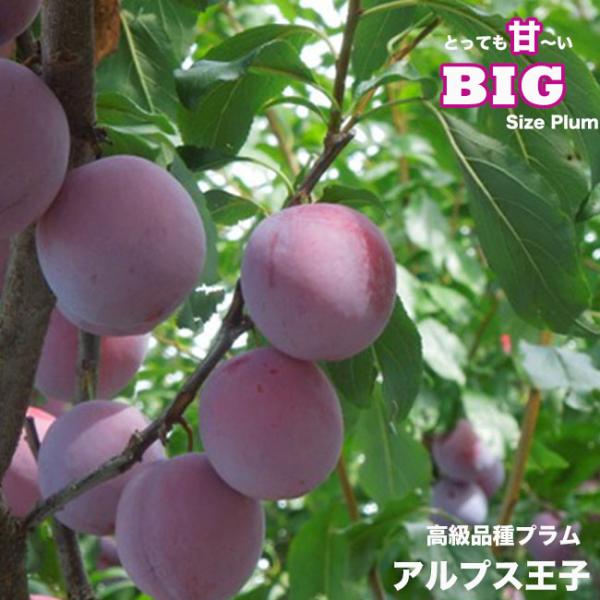 すもも 苗木 アルプス王子 1年生接木苗
