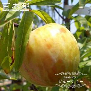 チェリモヤ レッドチェリモヤ 接木 3-4号ポット苗 アンノナ : 苗木部