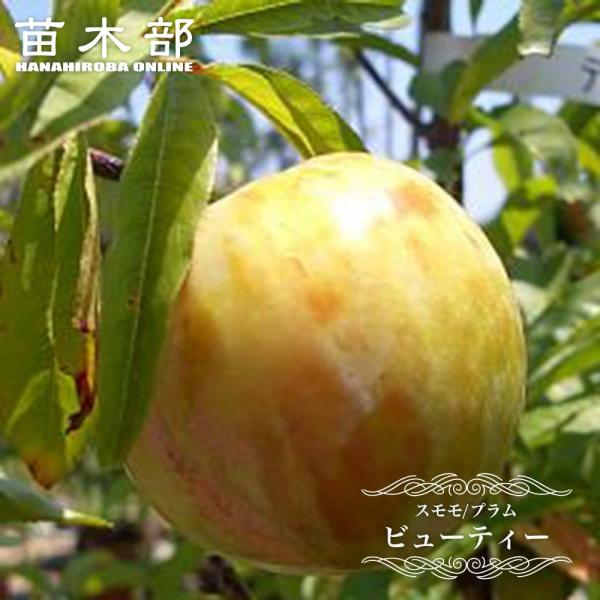 すもも 苗木 ビューティー 1年生接木苗 予約販売11〜12月頃入荷予定