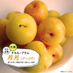 すもも 苗木 月光 1年生接木 ポット苗 予約販...の商品画像