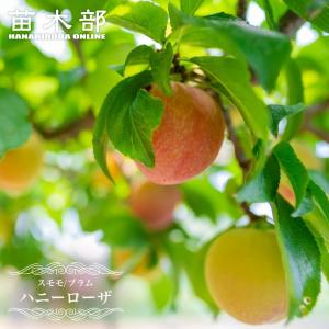 ジャボチカバ 大葉系(サバラ) 苗木 4年もの 四季成り 果樹 栽培 苗