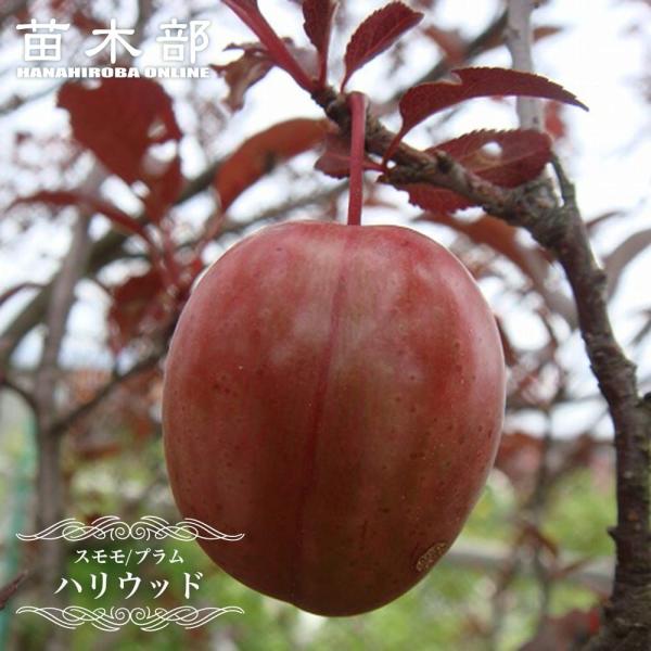 ベニバスモモ ハリウッド 1年生接木苗 予約販売11〜12月頃入荷予定