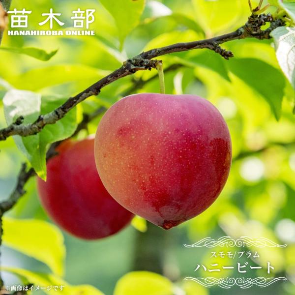 すもも 苗木 ハニービート プラム 1年生 接木苗