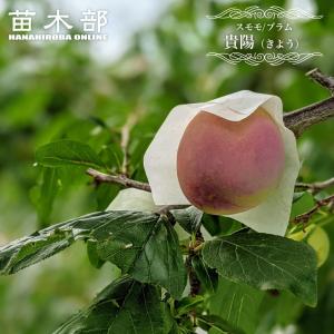 すもも 苗木 貴陽 プラム 3年生接木大苗 1m苗 産地で剪定済 1.0m苗
