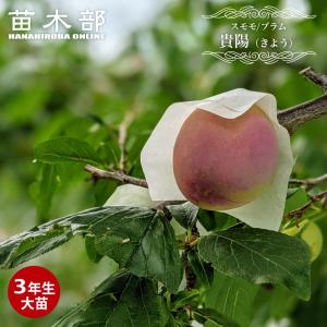 現品発送　貴陽 & ハリウッド 大苗　プラム すもも 5.5号 スリット鉢 スモモの木 ハリウッド 約2.1m 現品発送 特大株 プラムの木 植木 苗木