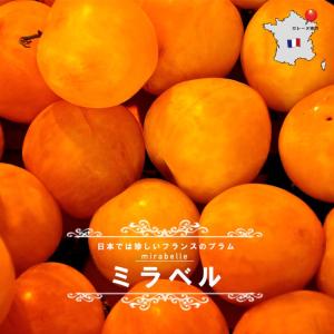 すもも 苗木 ミラベル 1年生接木苗