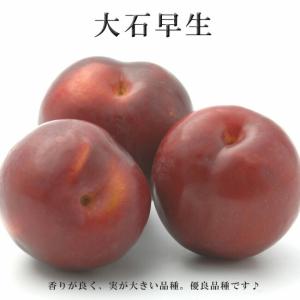 すもも 苗木 大石早生 1年生 接木苗の商品画像