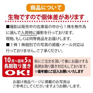 すもも 苗木 大石早生 1年生 接木苗の詳細画像3