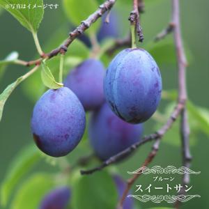 プルーン 苗木 スイートサン 3年生接木苗 8号ポット大苗 産地で剪定済 1.0m苗 予約販売10〜11月頃入荷予定