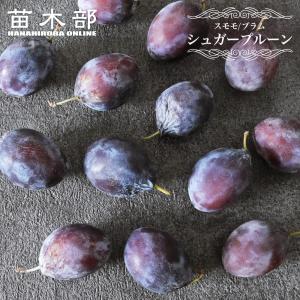 プルーン 苗木 シュガープルーン 1年生接木苗 予約販売11〜12月頃入荷予定