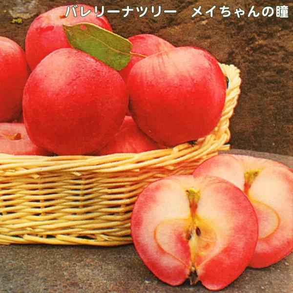 姫りんご 苗木 メイちゃんの瞳 3年生接木長尺大苗 登録品種・品種登録 大型宅配便