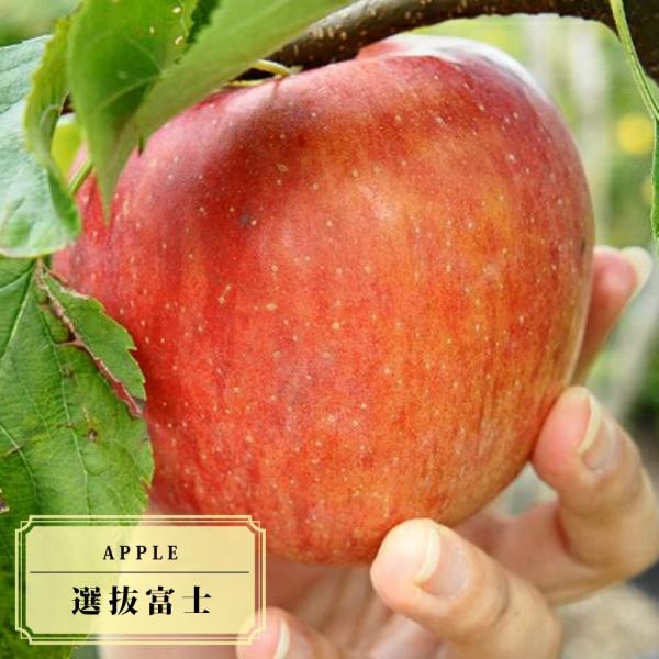 りんご苗木 選抜富士 2年生接木苗 ロングスリット鉢植え 限定販売木