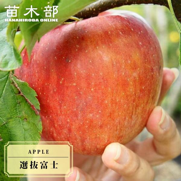 りんご苗木 選抜富士 2年生接木苗 ロングスリット鉢植え 限定販売木