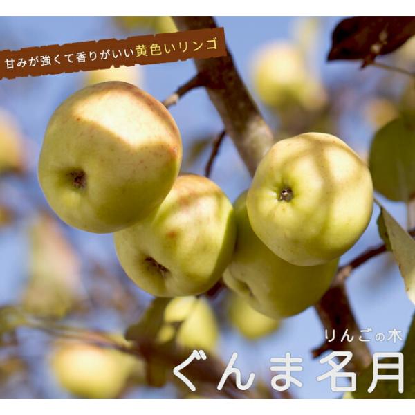 りんご苗木 YDぐんま名月 3年生矮性台木接木1.1m大苗