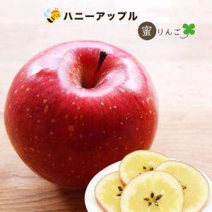 蜜入りりんごの苗木 ハニーアップル 1年生接木苗 予約販売11〜12月頃入荷予定