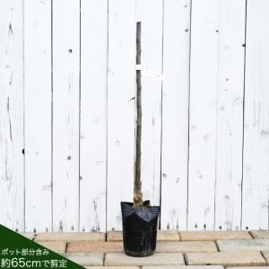 蜜入りりんごの苗木 ハニーアップル 1年生接木...の詳細画像2