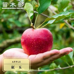 りんご苗木 選抜富士 1年生接木苗 : 苗木部 花ひろばオンライン - 通販