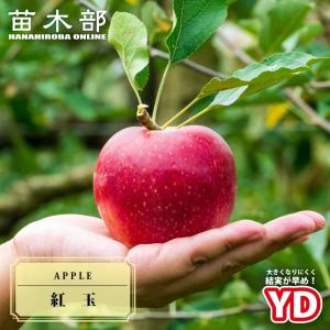 りんご苗木 YD紅玉 3年生矮性台木接木1.1m大苗 : 苗木部 花ひろば